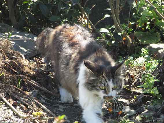 我が家のニャンコ♪2016/3/22-2
