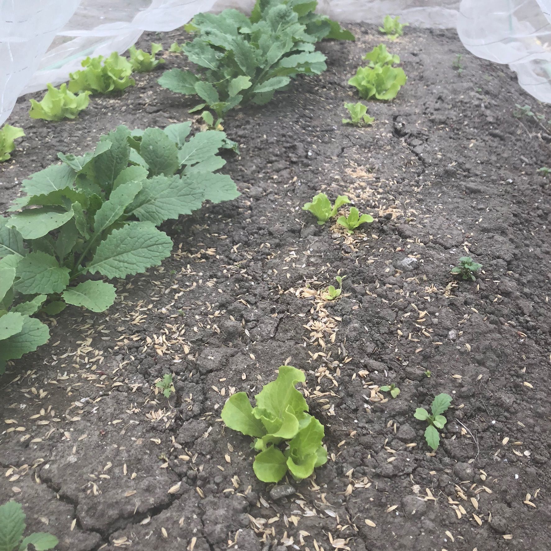 蕪とレタスの混植畝 ちょろ松の家庭菜園奮闘記 楽天ブログ