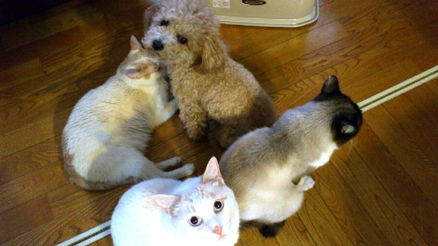 四匹の中に犯人（猫？）が・・・