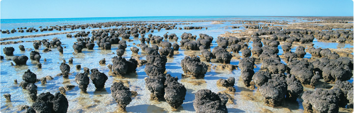 stromatolites_hero.jpg
