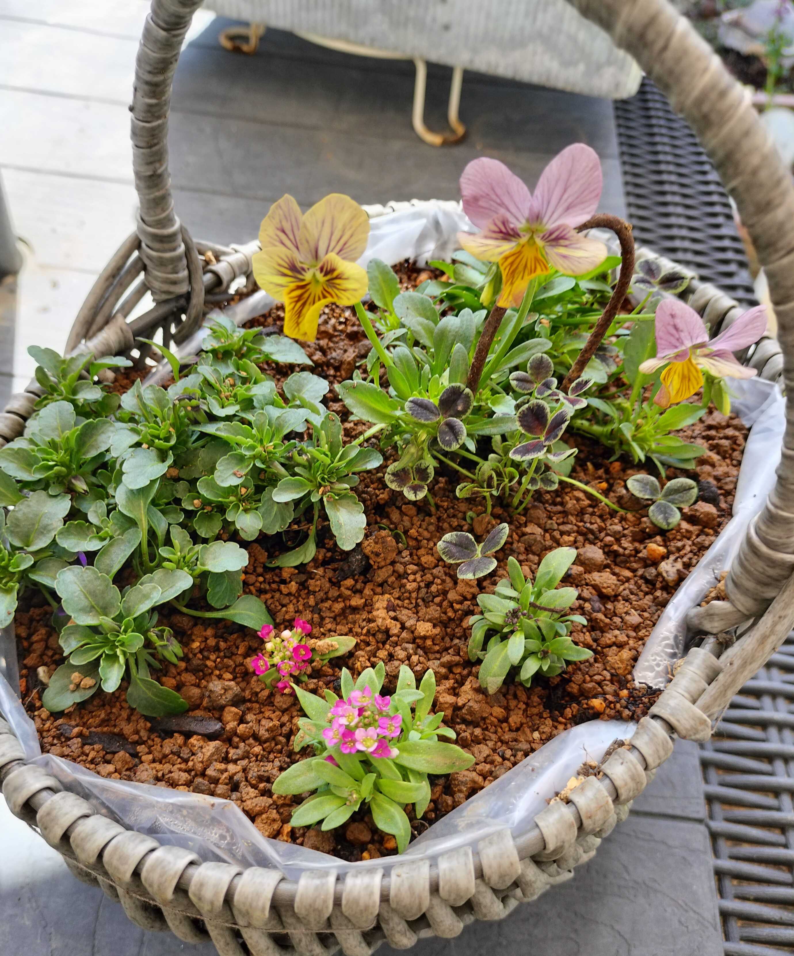 バスケットを使った寄せ植え | たねをまく日々 - 楽天ブログ