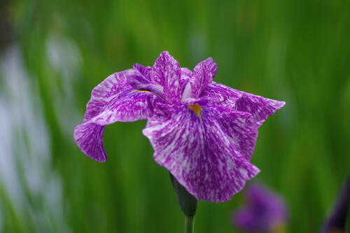 小石川後楽園の花菖蒲