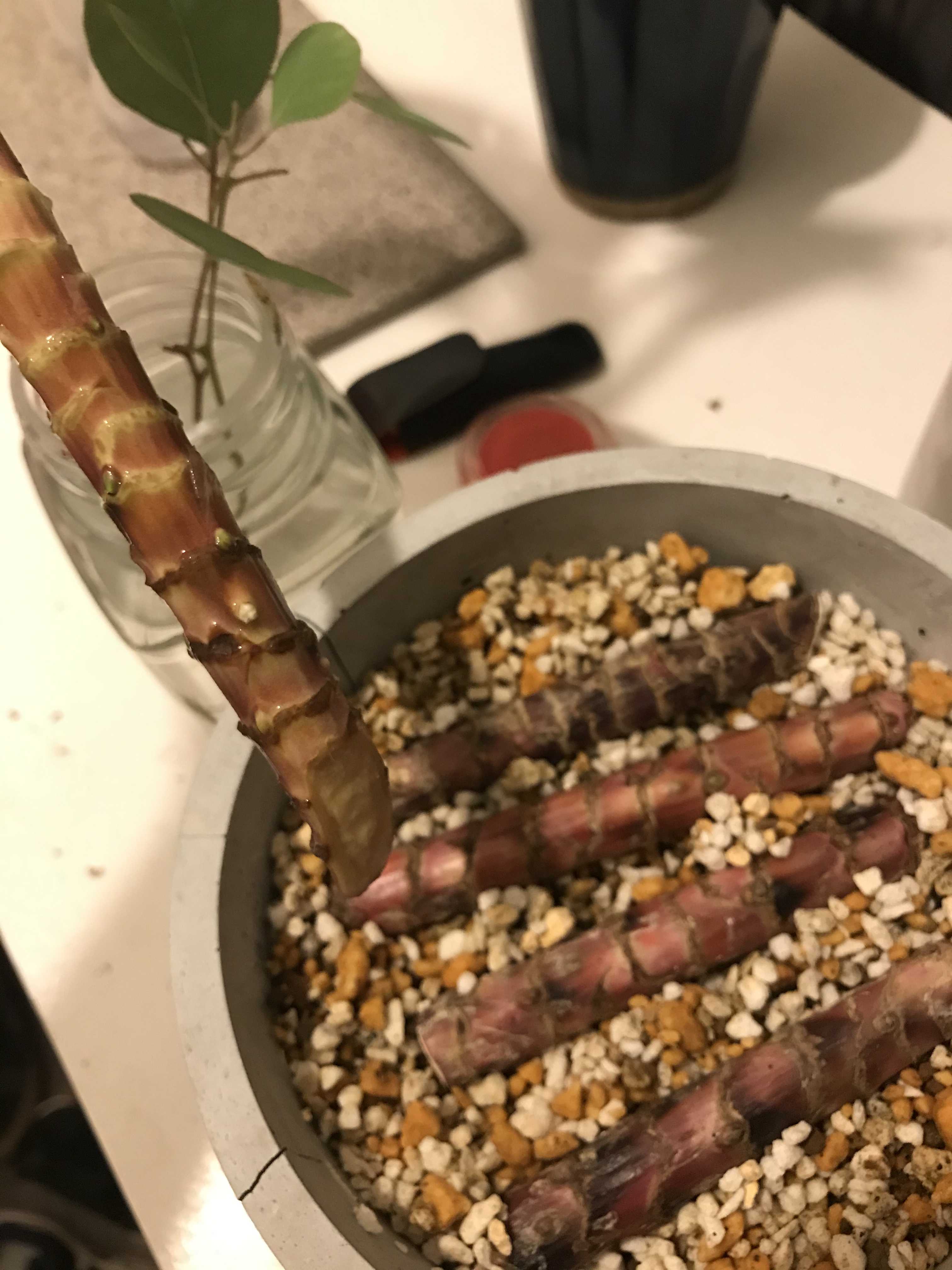 ドラセナ コルジリネ 挿し木と茎伏せに挑戦 植物製造所 ラクマに出品するまでを紹介 楽天ブログ