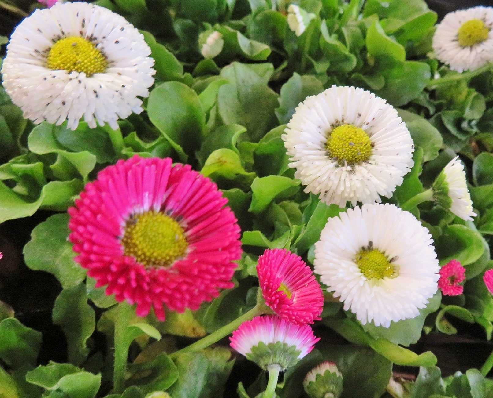 疲れからか 眠い デージー チロリアン デージー だい のひとりごと 楽天ブログ 疲れからか 眠い デージー チロリアン デージー だい のひとりごと 楽天ブログ