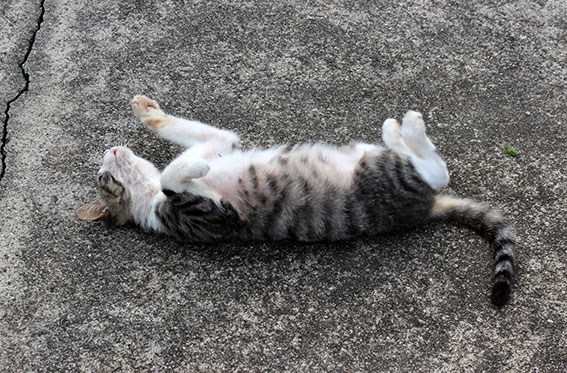 我が家のニャンコ♪2014/06/10-2