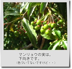 1410マンリョウの実.jpg