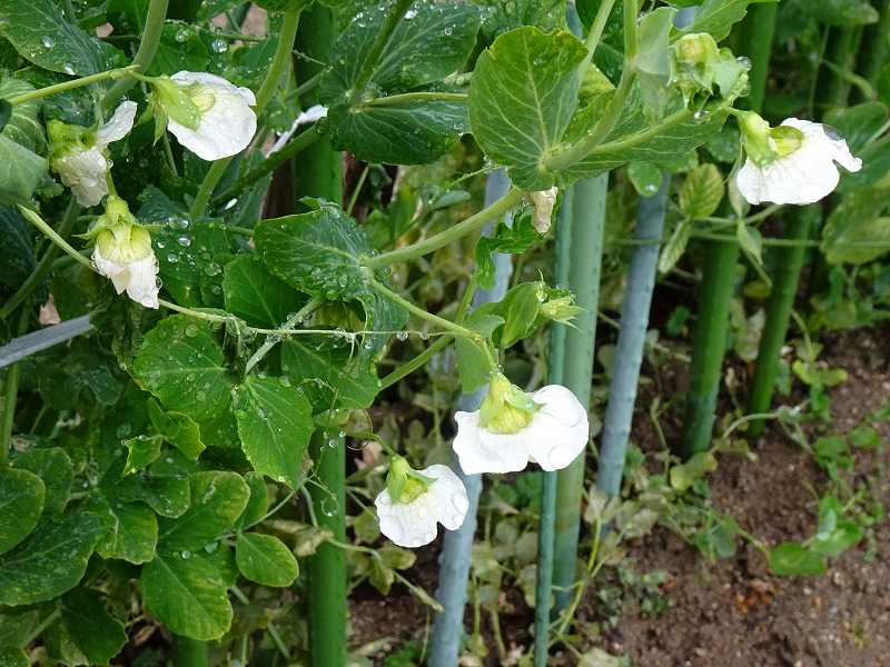 21年01月23日の記事 Gazengamaのブログ 散歩中に出合った花と趣味の陶芸作品 楽天ブログ