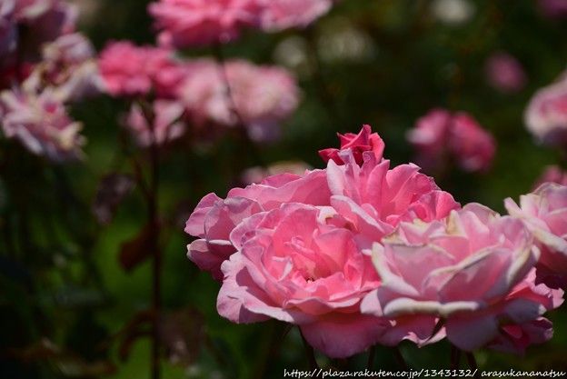  2085年にしか開けられないエリザベス2世からの謎の手紙