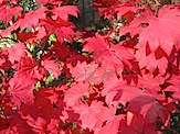 IMG_1916.JPG