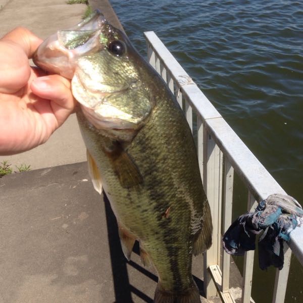 rblog-20150604185053-01.jpg