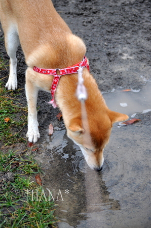 HANAの水飲み