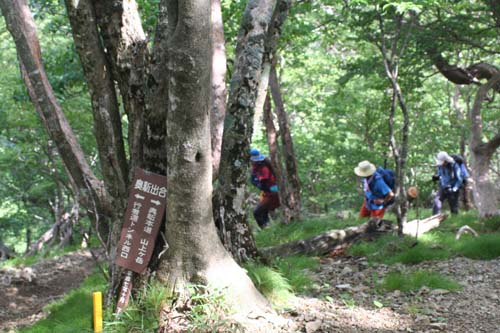 オオヤマレンゲ