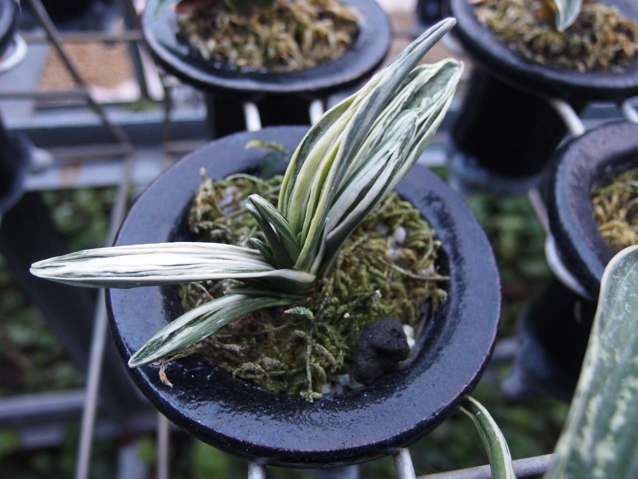 万年青 オモト おもと 古典園芸 観葉植物 羅紗系 天台 おもと 万年青