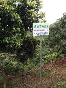 ライチ園.jpg