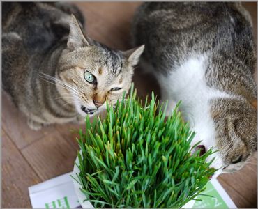 草が逃げるのよ