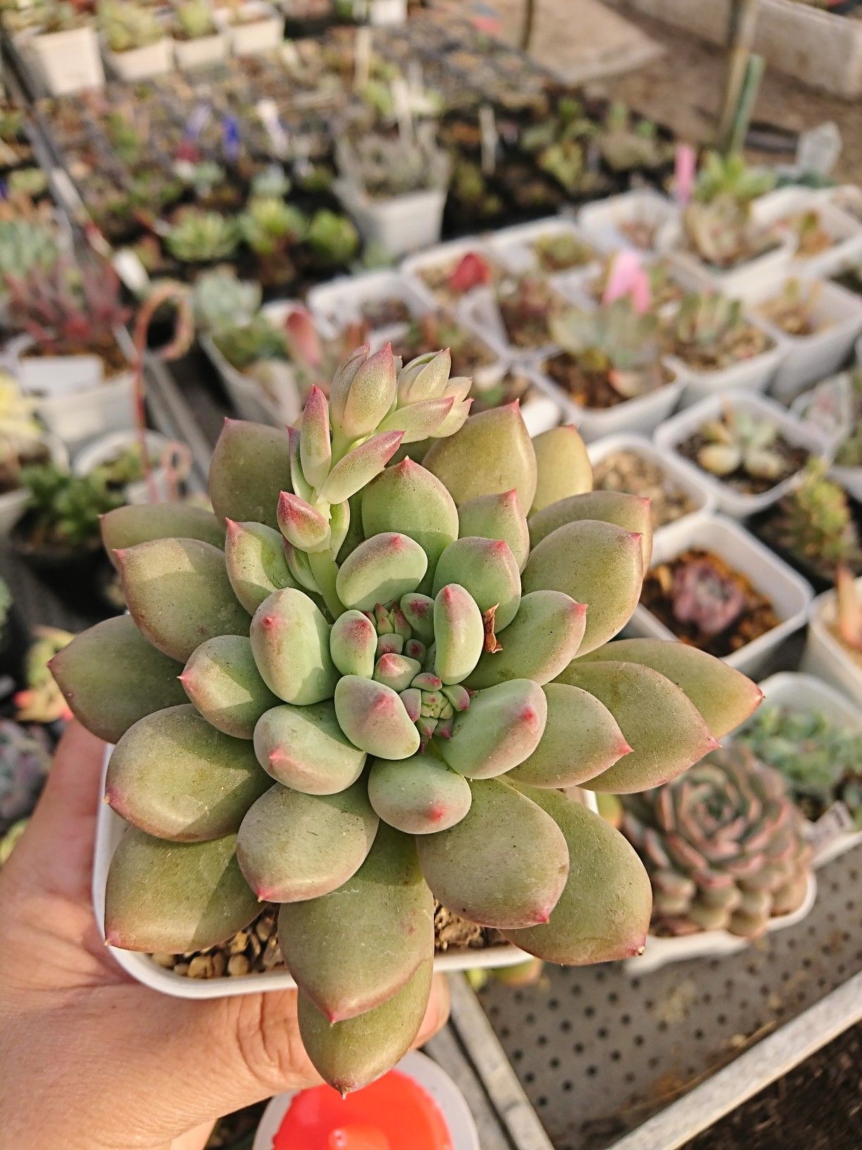 どうなるの この花芽 多肉日記 楽天ブログ