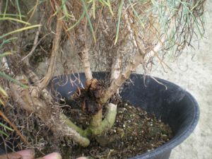 癌腫になったマーガレット(千葉大学環境健康フィールド科学センター花卉・苗生産部さんのブログの画像です。)