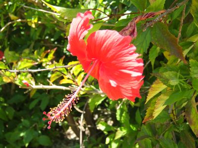 024_Hybiscus.jpg