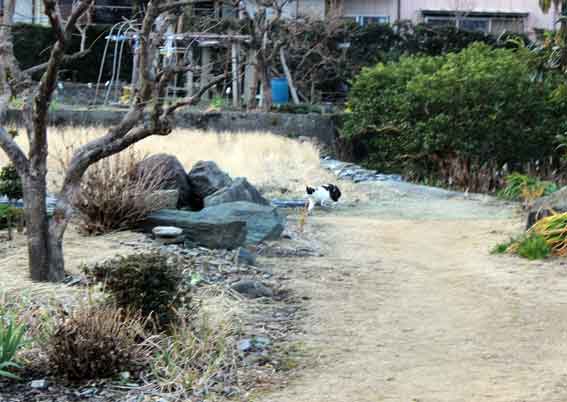 我が家のニャンコ♪2014/02/5-2