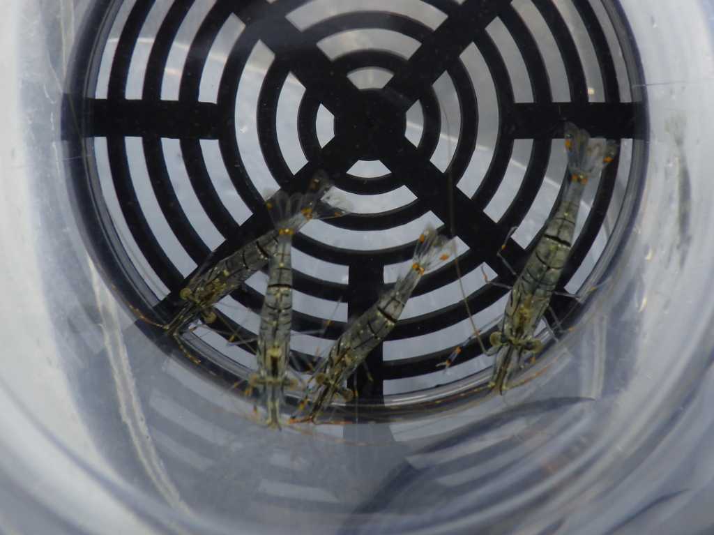 串本磯採集2023年8月上旬37　イソスジエビ（Palaemon pacificus）