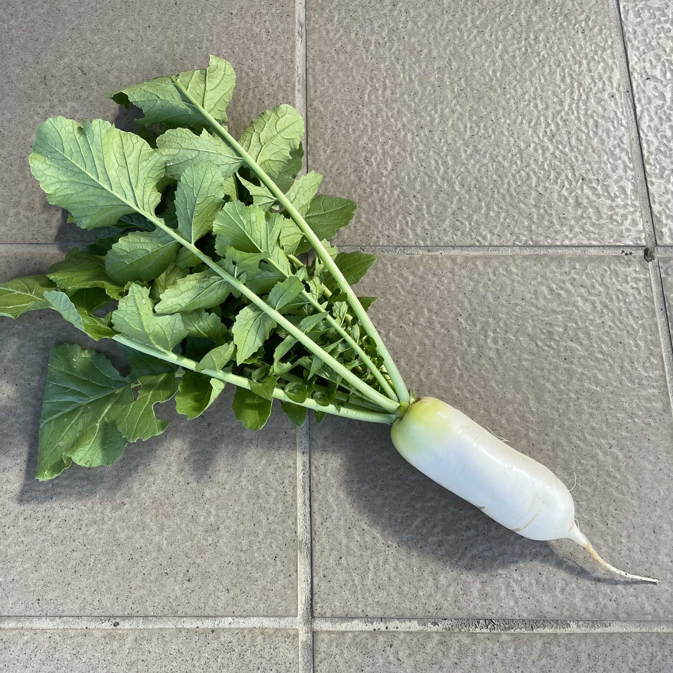 ゴージャスなコリンクレイヴン ばらと猫とフラメンコ 楽天ブログ