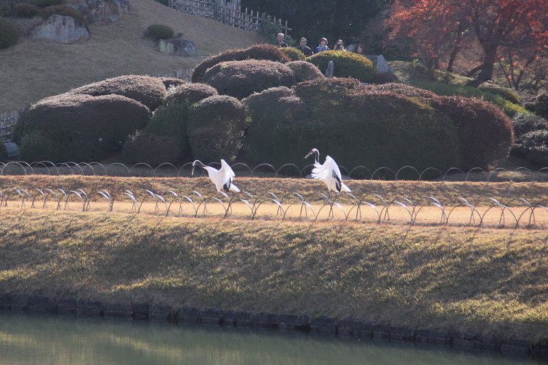 岡山北区 岡山後楽園タンチョウの園内散策 Ⅱ | てっちゃんのフォトだよりでーブログ - 楽天ブログ