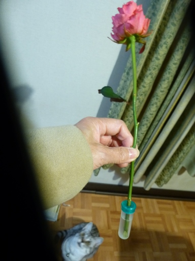 P1160375.JPG