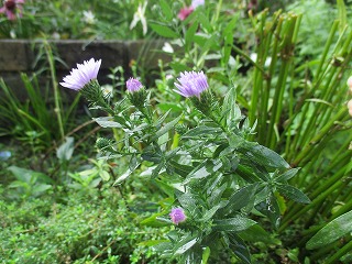 IMG_0065ss.jpg