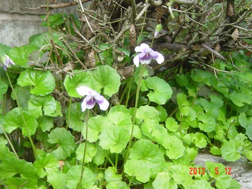 DSC01070.JPG