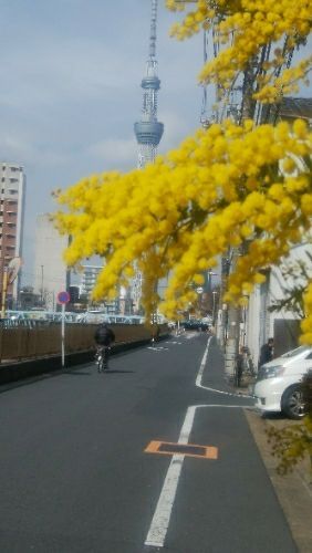 街で見かけた黄色い花の咲く木 久々に高枝切りバサミ 満開のジンチョウゲ オレンジのクロッカス等 秋に咲くヒマワリ なのかもね 楽天ブログ