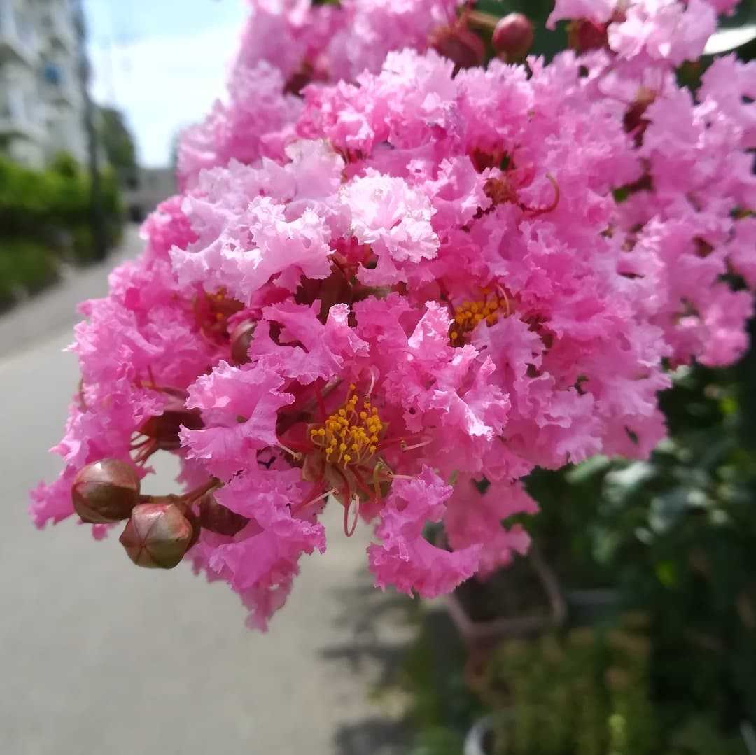 百日紅の花 びいとるのブログ 楽天ブログ