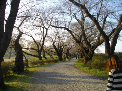 北上展勝地 (5) (500x375).jpg