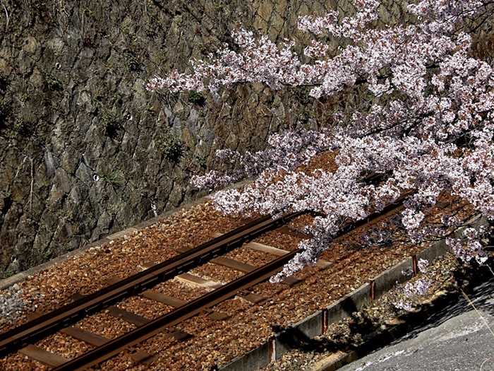 沿線の桜4