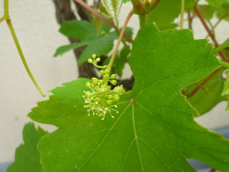 2葡萄花咲き　450０jpg.jpg
