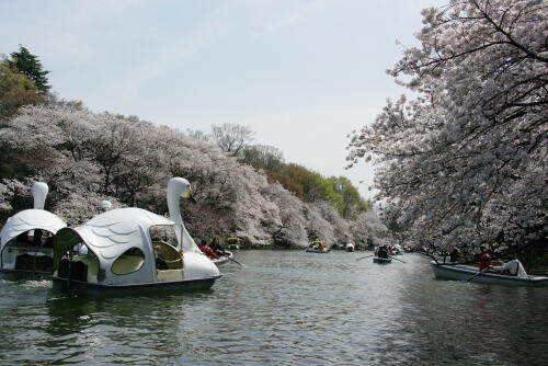 井の頭恩賜公園の桜