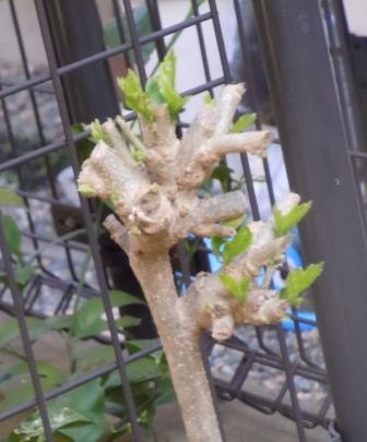 ムクゲ芽を吹く.JPG