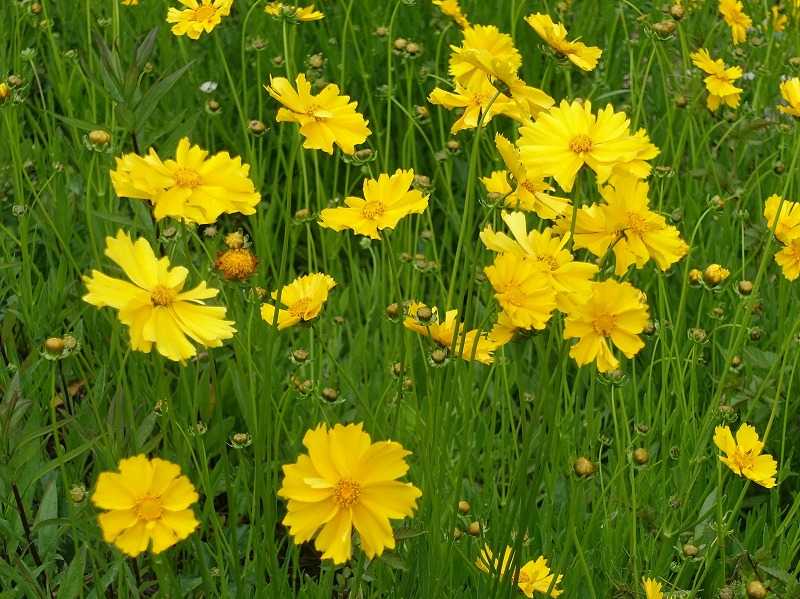 5月9日 今日の一花 その2 オオキンケイギク 大金鶏菊 Gazengamaのブログ 散歩中に出合った花と趣味の陶芸作品 楽天ブログ 5月9日 今日の一花 その2 オオキンケイギク 大金鶏菊 Gazengamaのブログ 散歩中に出合った花と趣味の陶芸作品 楽天ブログ