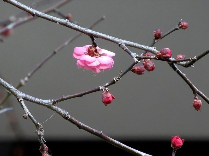 梅の花2