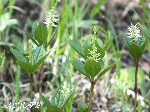 四季の森公園にて