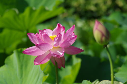 上野不忍池の蓮の花