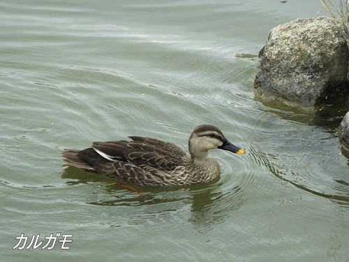 小池公園にて