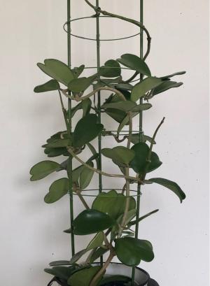ハートホヤ（2）ホヤカーリー 栽培記録 | Homegrown Vegetables