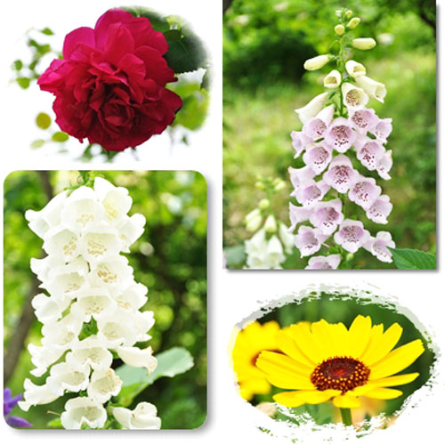 お花4枚