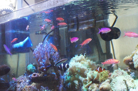 2014_0214ｵｵﾃﾝ､ﾏｶﾛﾆ0006.JPG