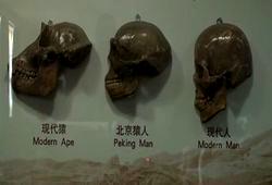 頭蓋骨比較.JPG