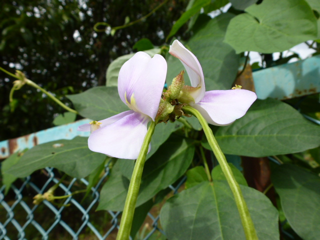 627 インゲンの花