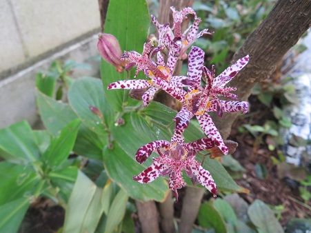 もう一つのホトトギス 柿 ミョウガの花 静かな時が流れる 風の庭 楽天ブログ