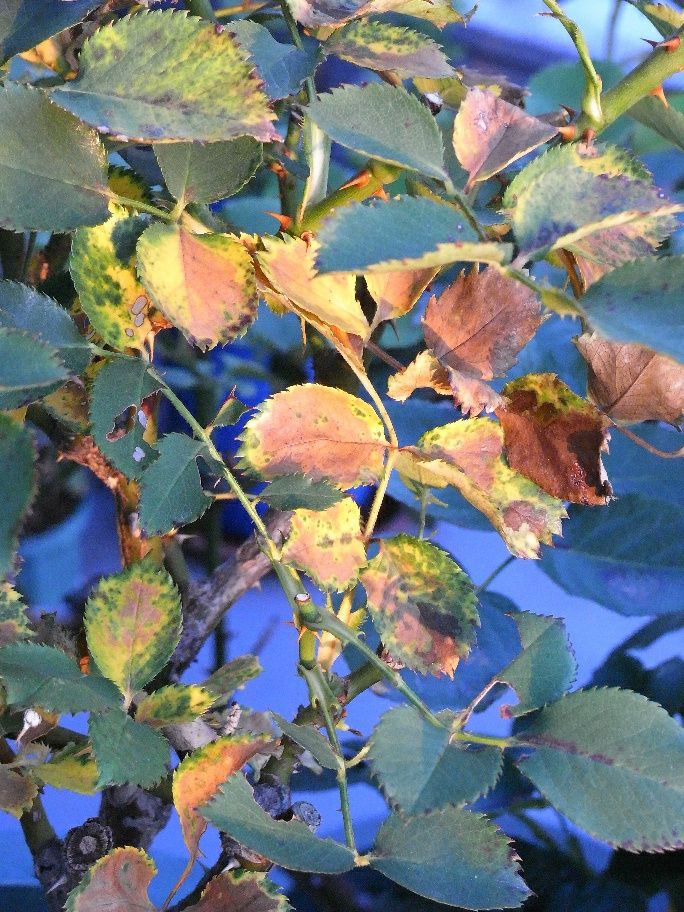 ピーチコルダナ ミニバラの葉が黄変しきり ミニバラ写真館 楽天ブログ