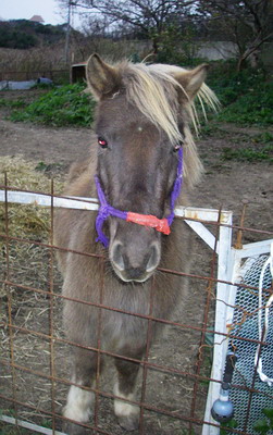 151226pony2.jpg