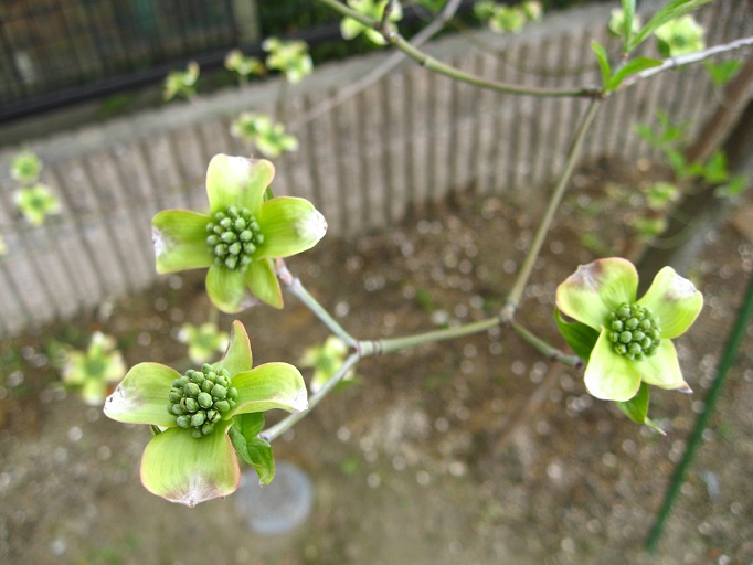 20130411　ハナミズキ　